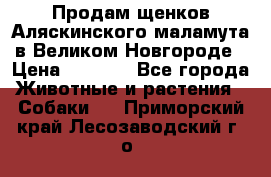 Продам щенков Аляскинского маламута в Великом Новгороде › Цена ­ 5 000 - Все города Животные и растения » Собаки   . Приморский край,Лесозаводский г. о. 